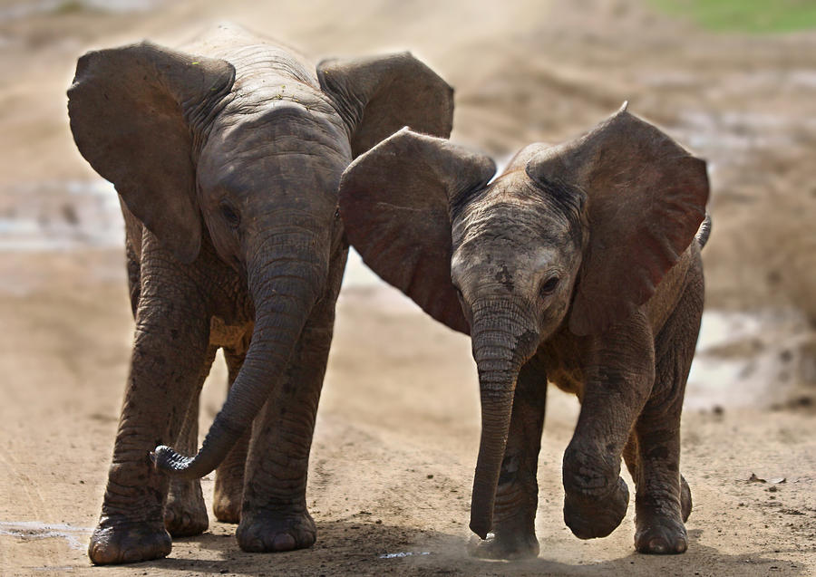 Wildlife Photograph - Baby Elephants by John De Jager
