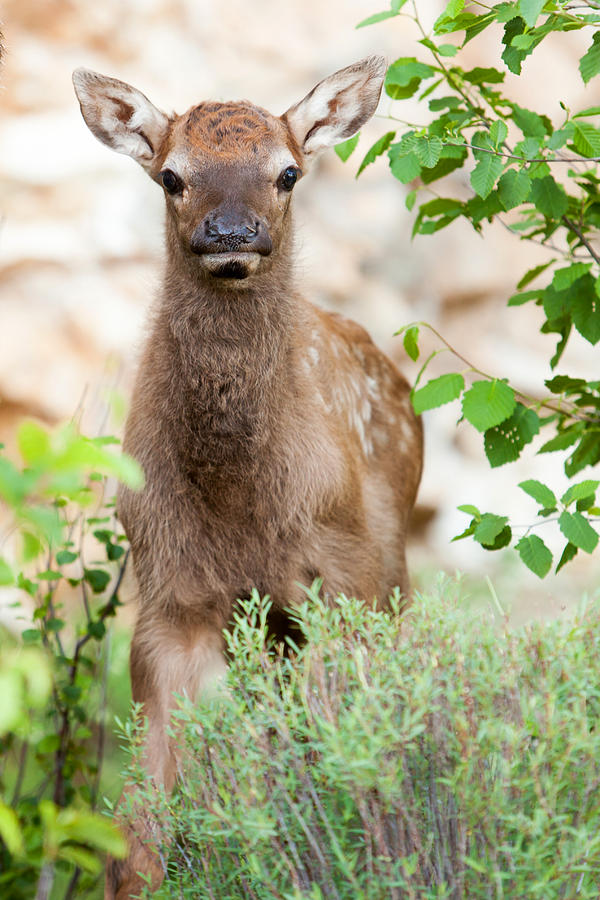 Baby Elk Calf Photograph by Bob and Jan Shriner