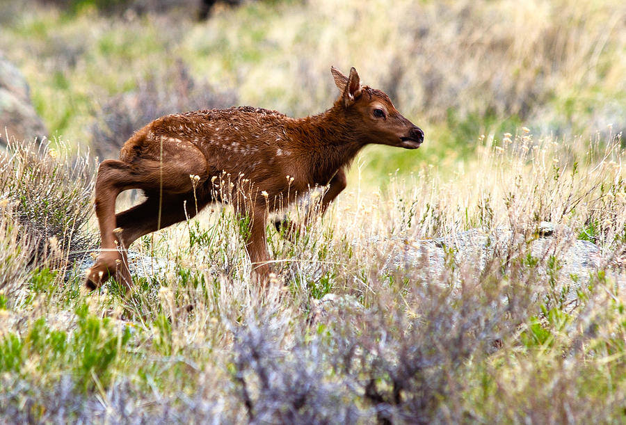 Baby Elk Photograph by Shane Bechler