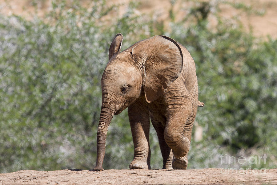 Baby Series Elephant Photograph by Jennifer Ludlum