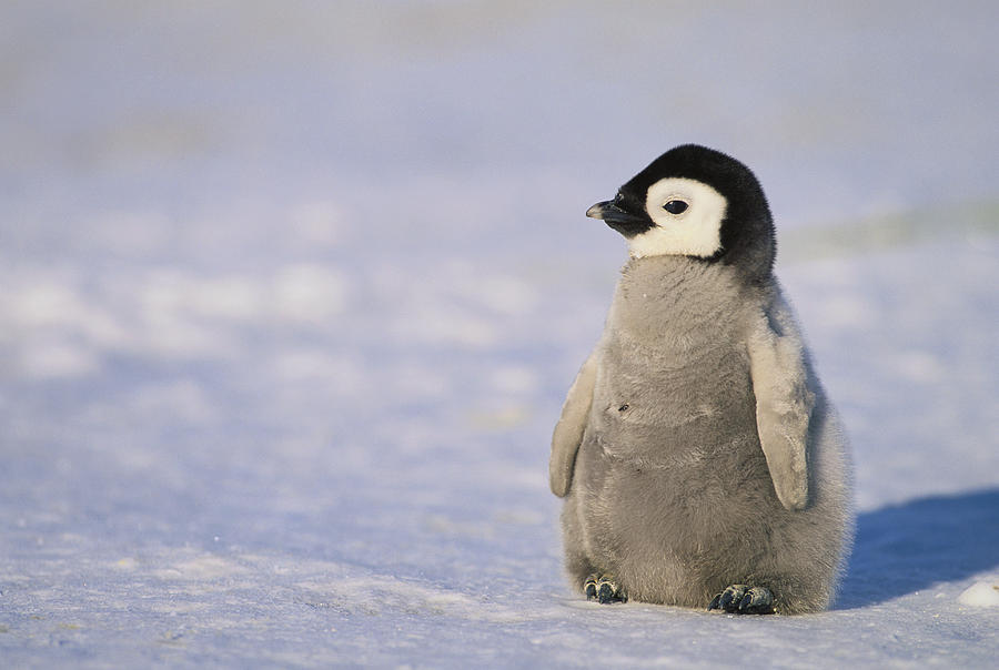 Baby Emperor Penguin Photograph by Fuse