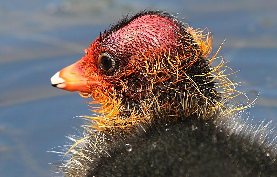 Baby Eurasian Coot Portrait Photograph by Ger Bosma