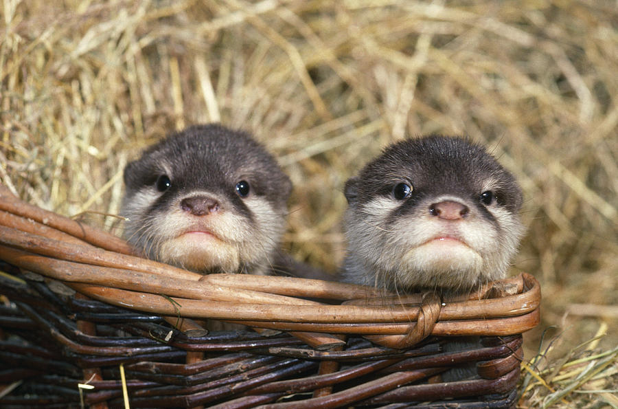 Baby European Otters Photograph by John Daniels