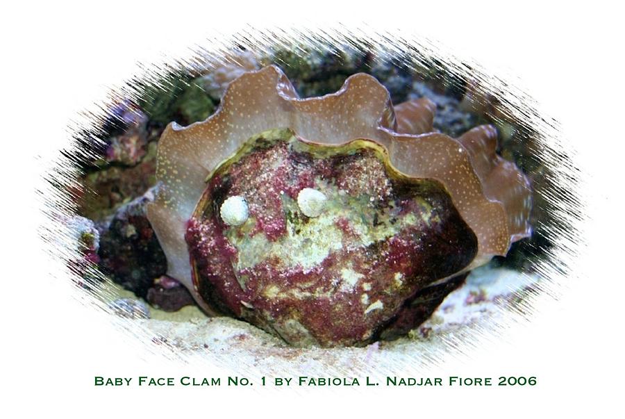 Baby Face Clam No. 1 Photograph by Fabiola L Nadjar Fiore