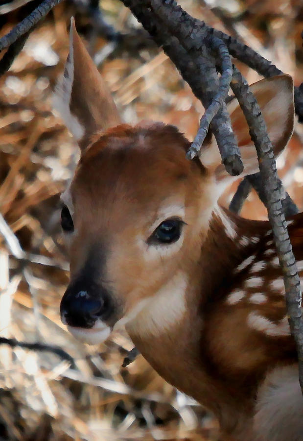 Baby Face Fawn Photograph by Athena Mckinzie