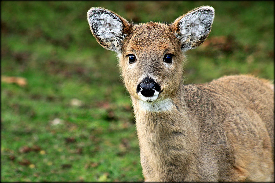 Baby Face Fawn Deer Photography Photograph