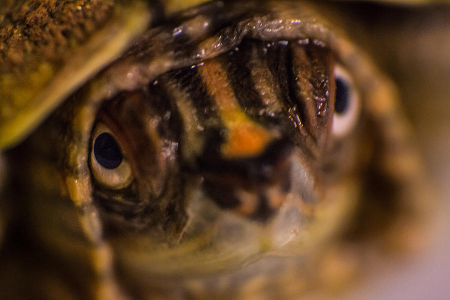 Baby false map turtle Photograph by Micah Goff
