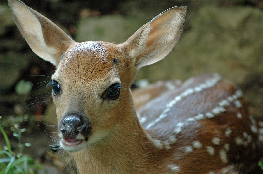 Baby Fawn Photograph by Bruce Gourley