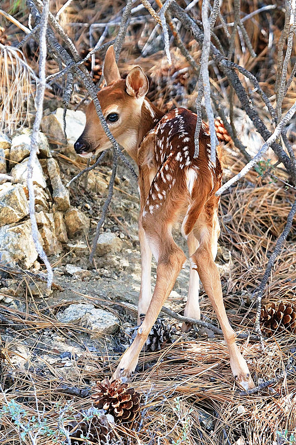 Baby Fawn Camouflage Photograph by Athena Mckinzie