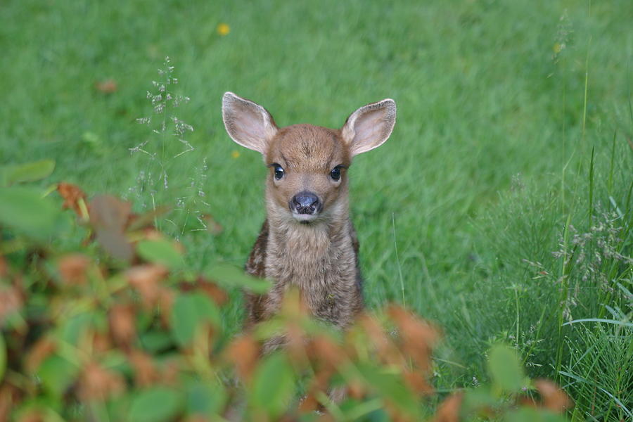 Baby Fawn In Yard Photograph by Kym Backland