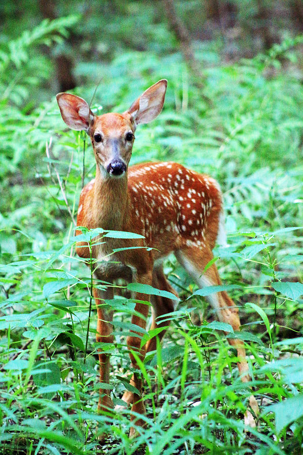 Baby Fawn Photograph by Lorna Rose Marie Mills DBA  Lorna Rogers Photography