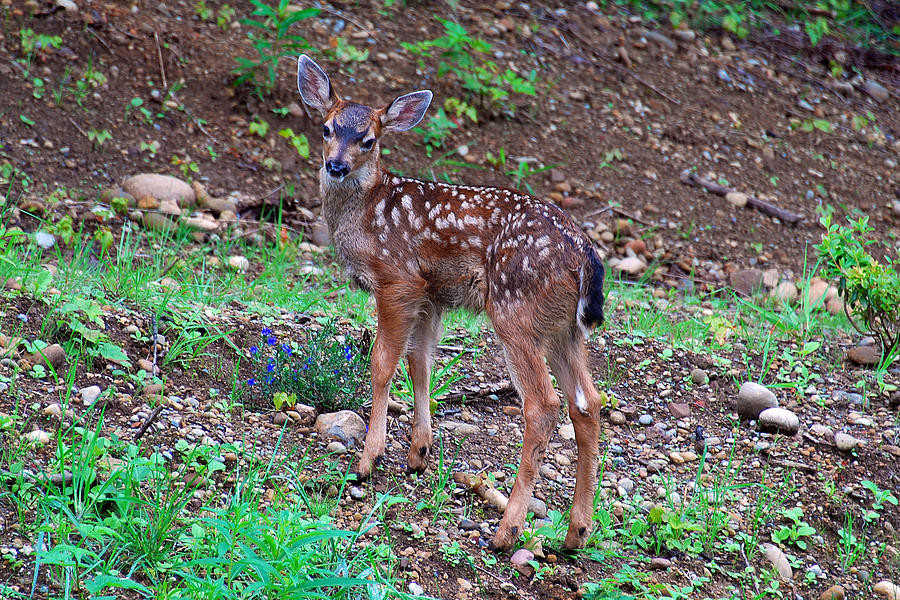 Baby Fawn Photograph by Rebecca Parker