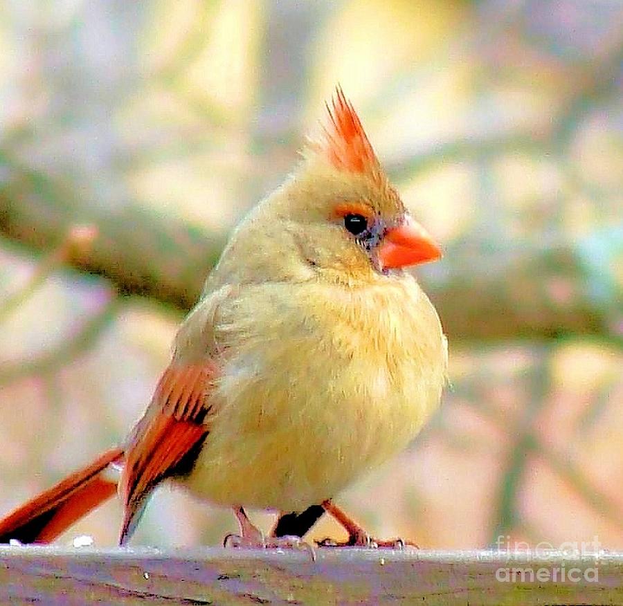 baby female cardinal
