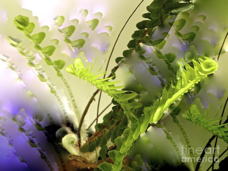 Baby Ferns Unfurling for Jim Photograph by Phyllis Kaltenbach