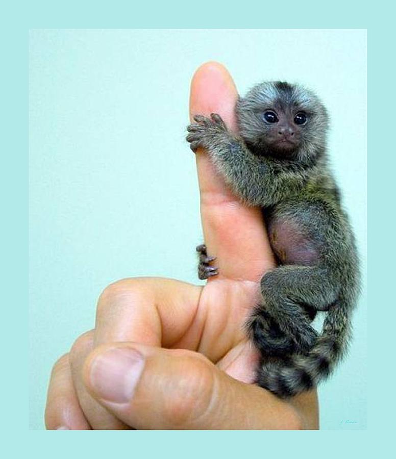 How much does a finger monkey cost in the us Baby Finger Monkey Aqua Background Photograph By L Brown