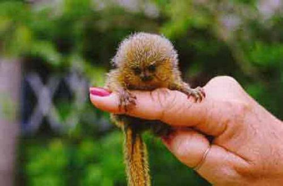 Baby Finger Monkey no border Photograph by L Brown