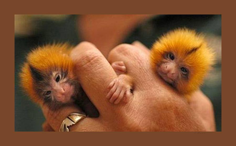 finger monkey