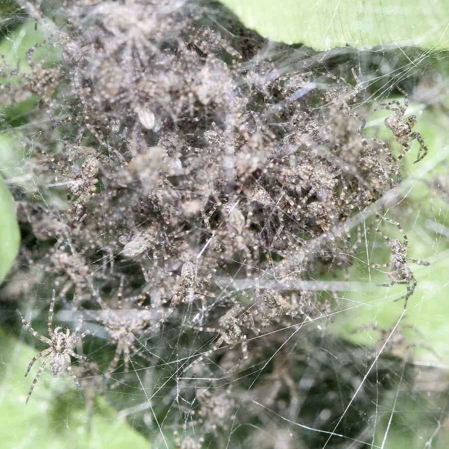 Baby Fishing Spiders Photograph by Doris Potter