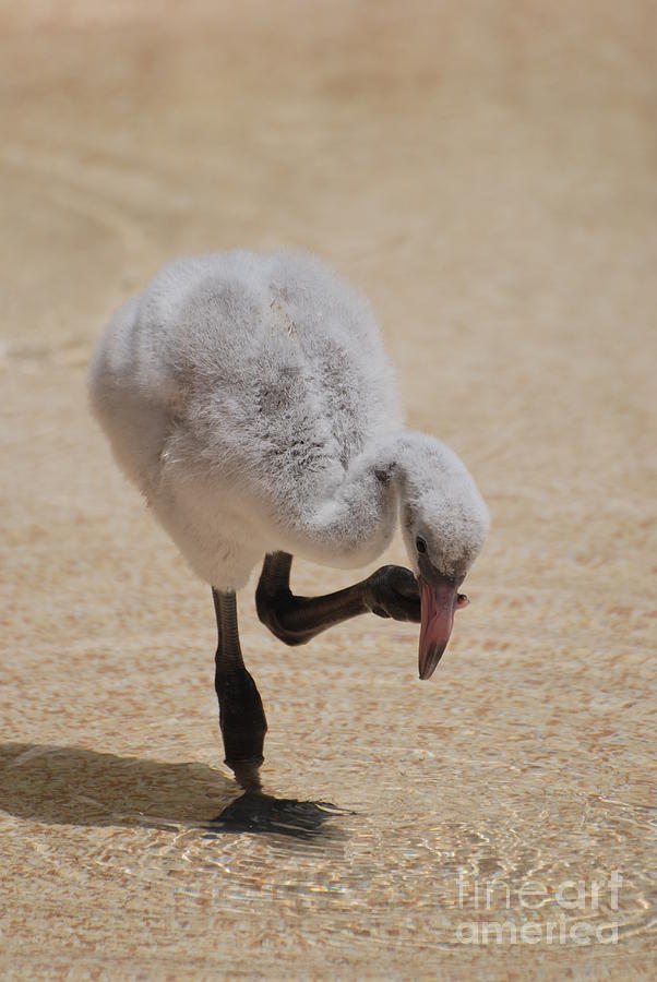 Baby Flamingo Photograph by DejaVu Designs