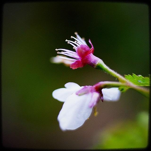 Igers Photograph - Baby Flowers. My Favorite. #instagood by Kevin Smith