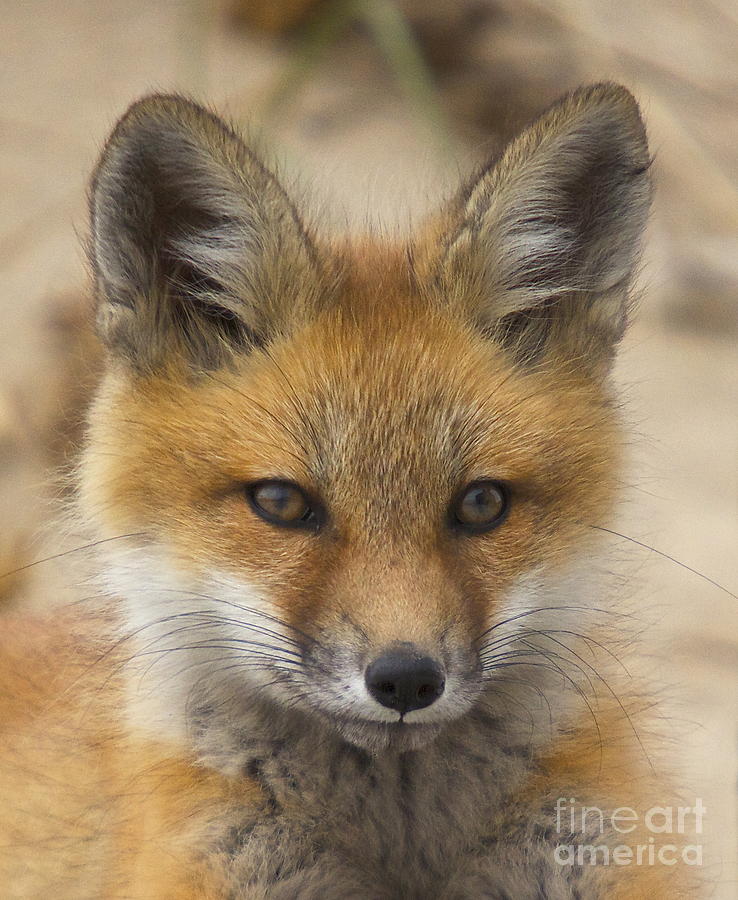 Baby Fox  Photograph by Amazing Jules