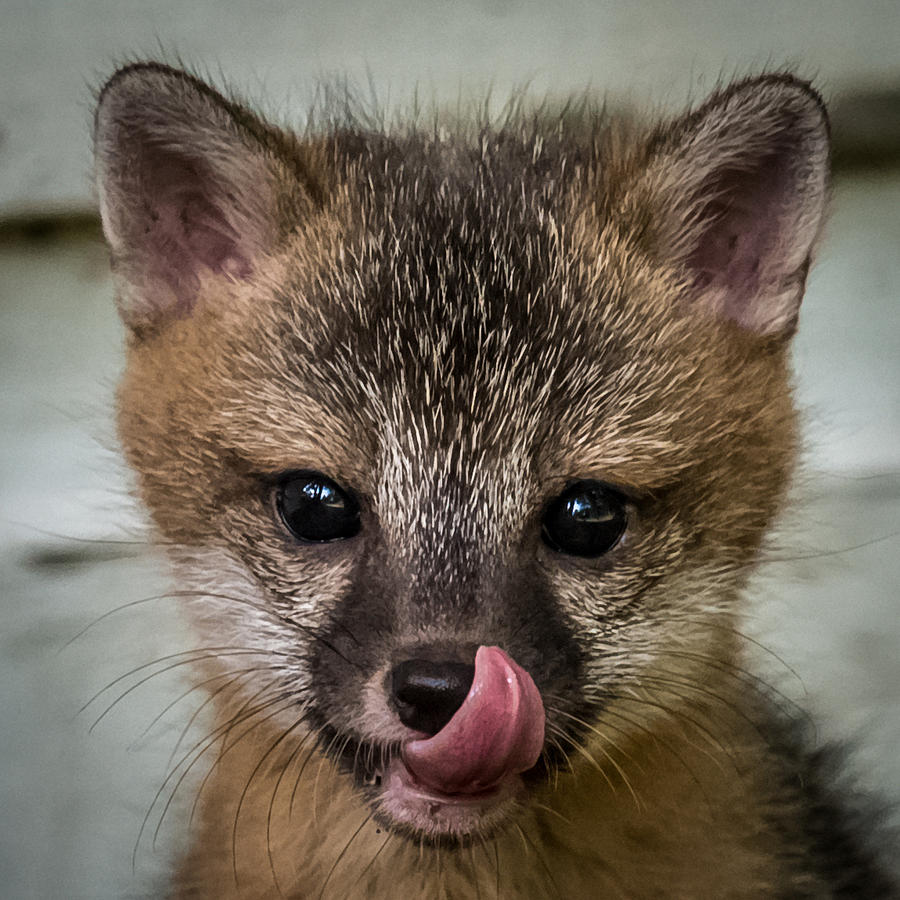 Baby Fox Photograph by Paul Freidlund