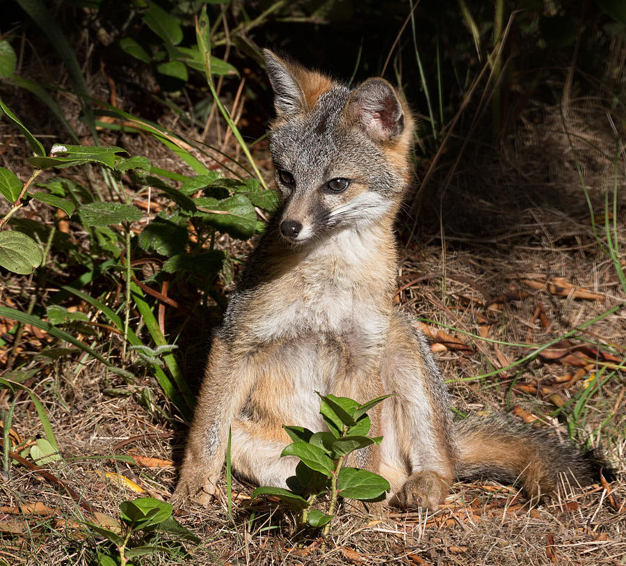 Baby Fox Sunning Photograph by Kathleen Bishop