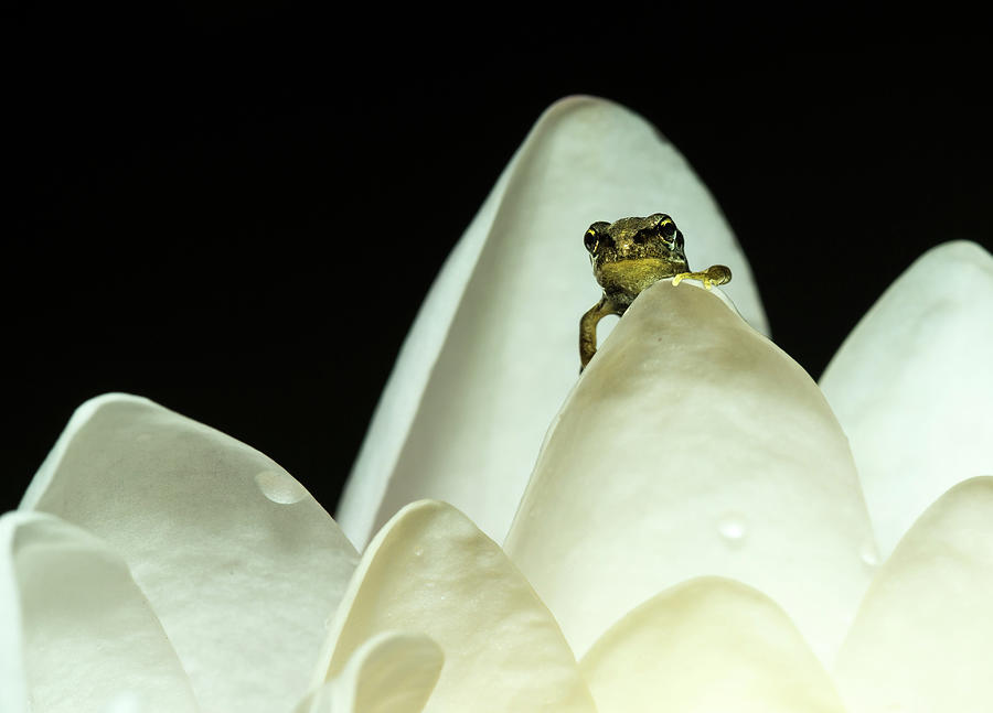 Baby Frog Photograph by Philgood