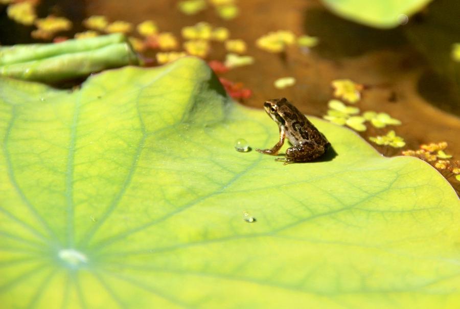 Baby Frog Sits On Lotus Leaf Photograph by Deanne Rotta | Fine Art America