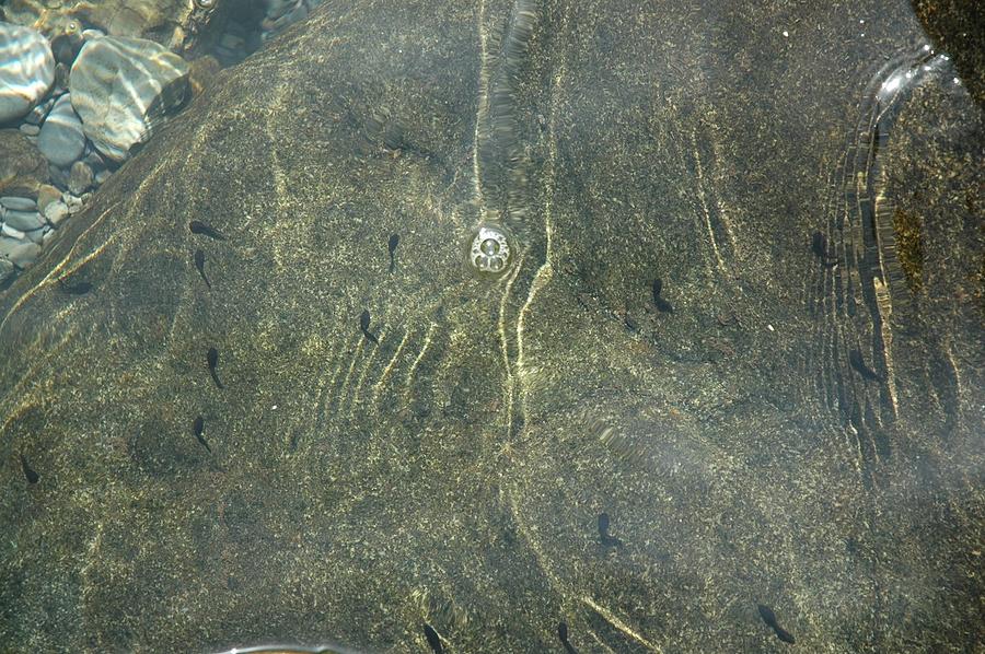 Tadpoles And A Bubble Photograph by Zhao Liling Pixels