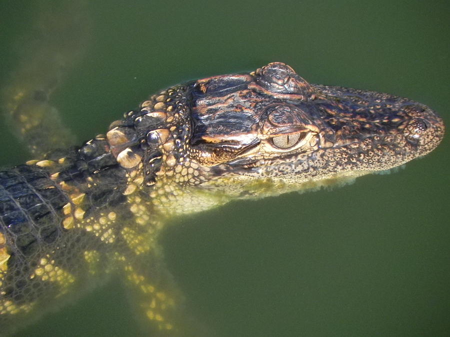 Baby Gator Photograph by Cynthia N Couch - Fine Art America