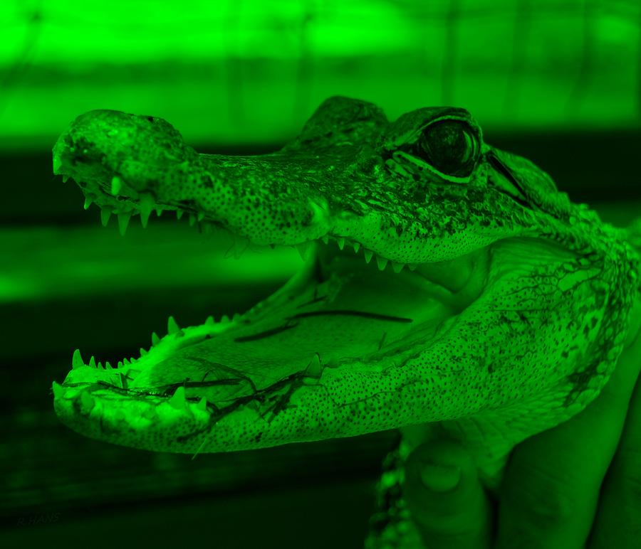 Baby Gator Green Photograph