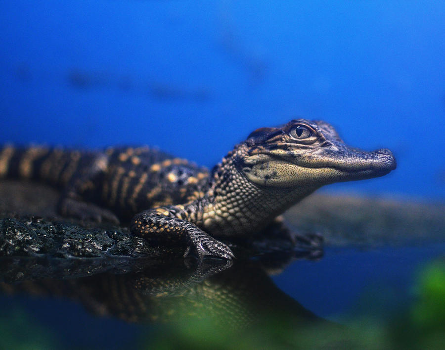 Baby Gator Photograph by Maggy Marsh