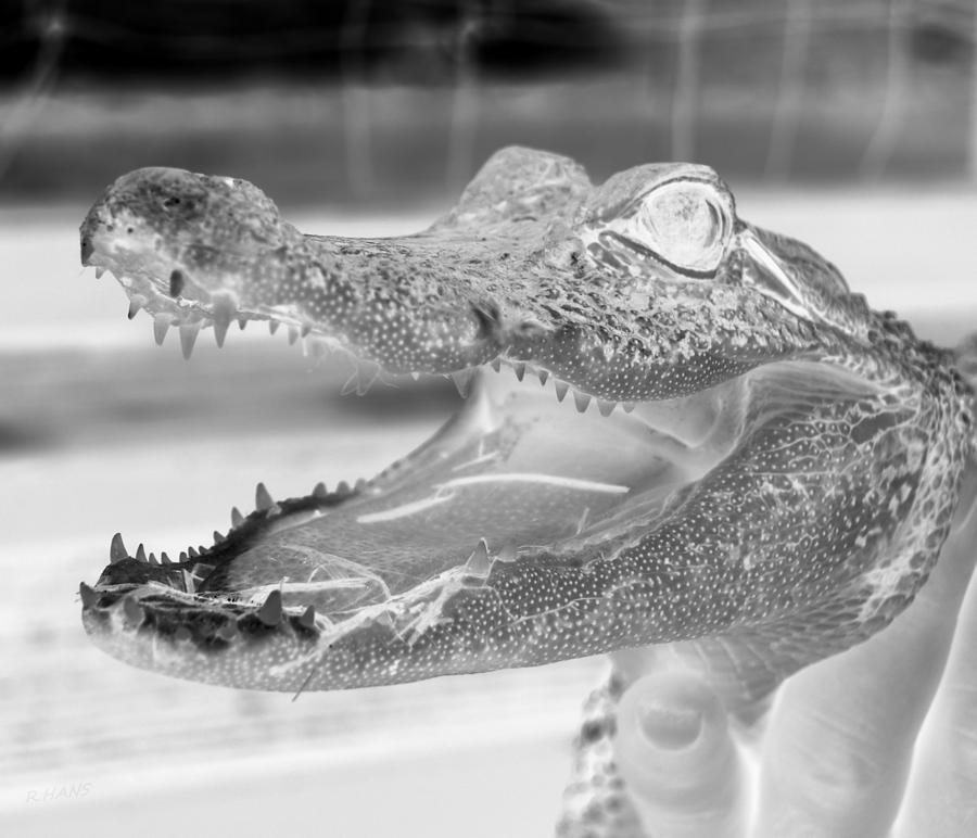 Alligator Photograph - Baby Gator Neg B W  by Rob Hans