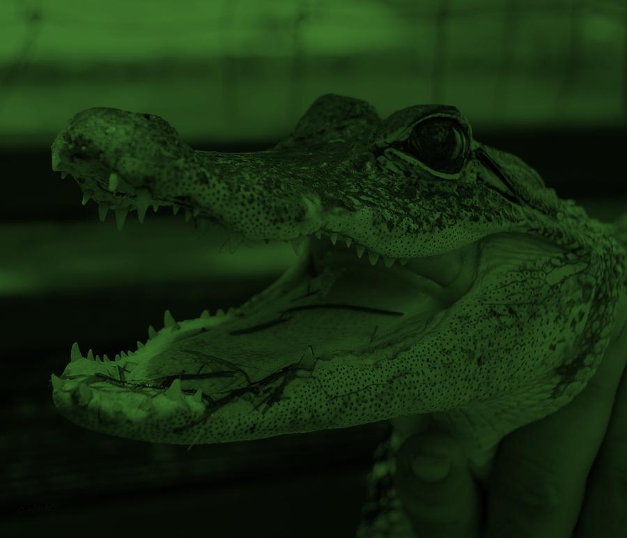 Baby Gator Olive Green Photograph