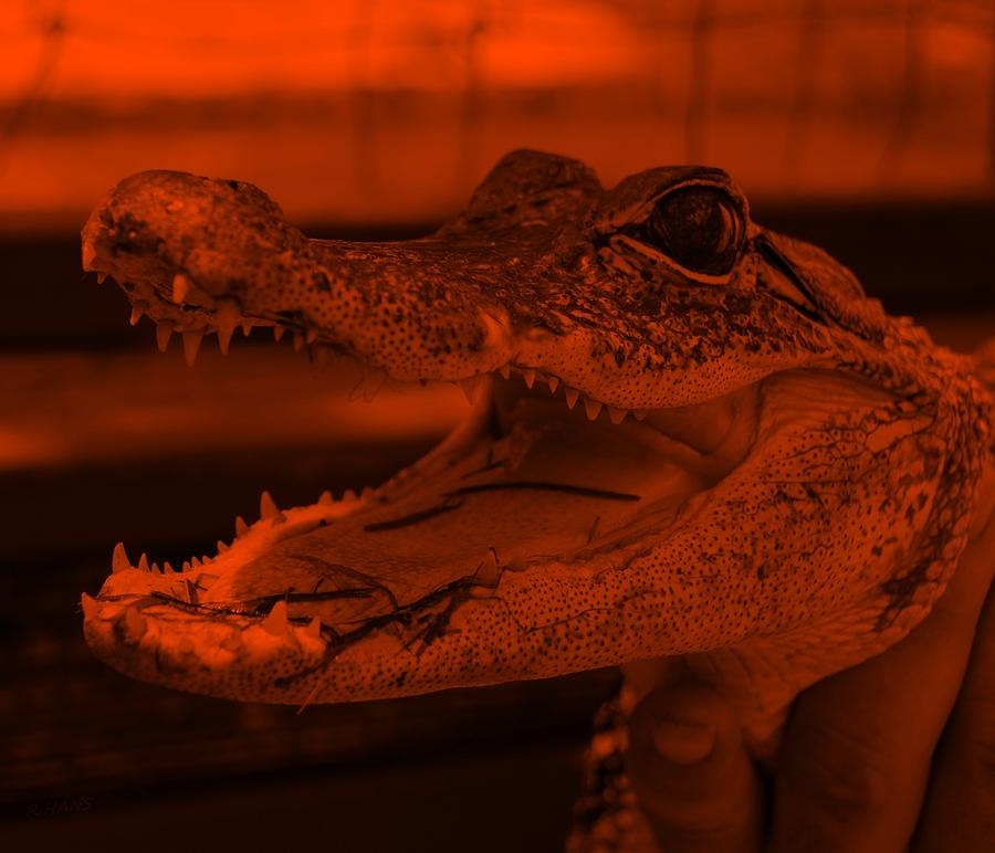 Baby Gator Orange Photograph