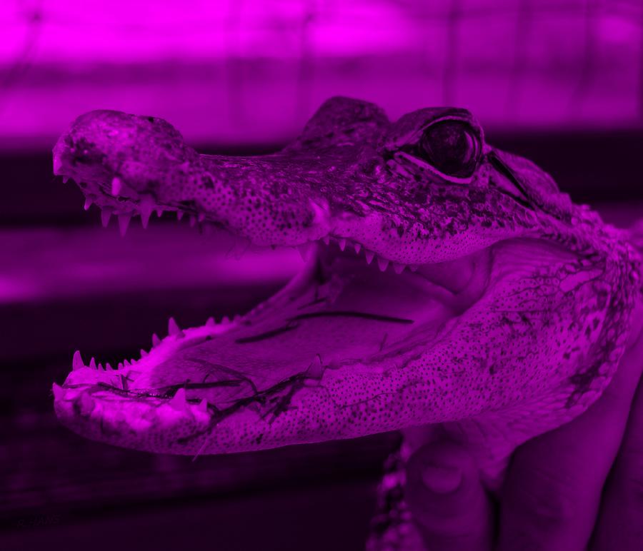 Alligator Photograph - Baby Gator Purple by Rob Hans