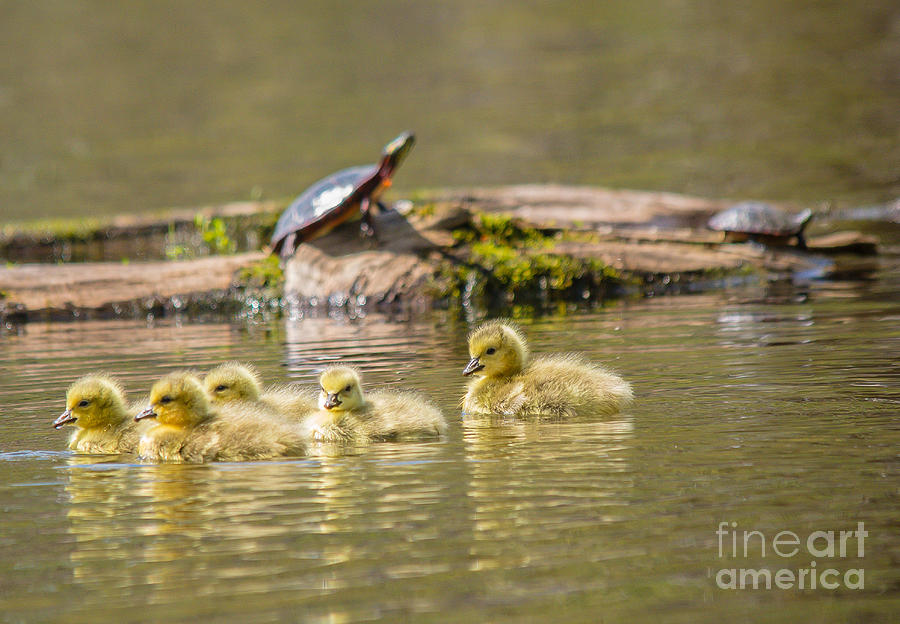 Baby Geese Photograph by Cheryl Baxter