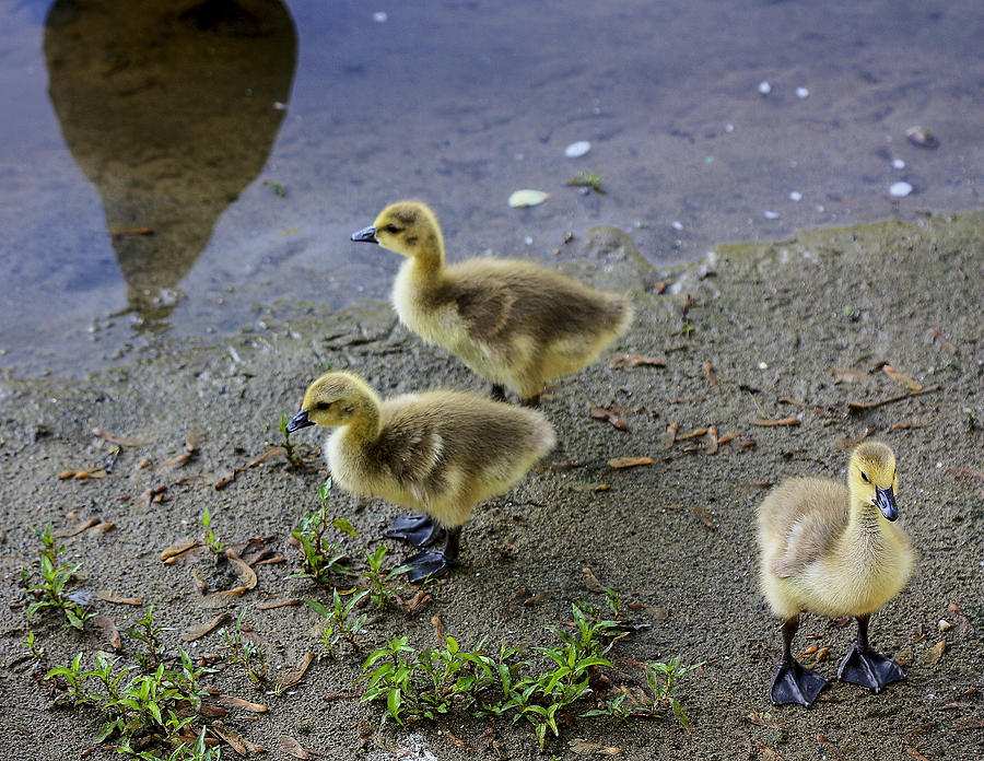 Baby Geese Photograph by Nick Mares