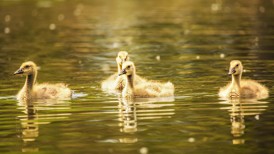 Baby Geese On The Water Photograph by Bill and Linda Tiepelman