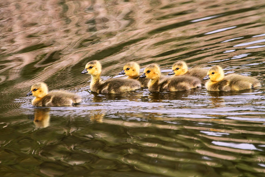 Baby Geese Photograph by Peggy Collins - Fine Art America