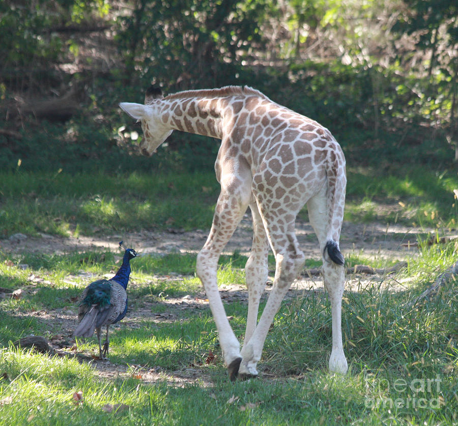 Baby Giraffe and Peacock Out For a Walk Photograph by John Telfer