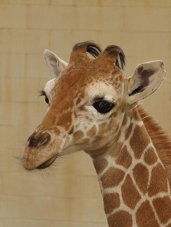 Baby Giraffe Photograph by Ernest Echols