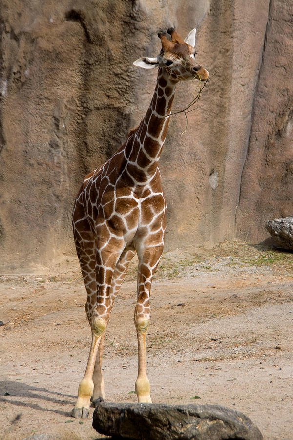 Baby Giraffe Photograph by Jack Nevitt