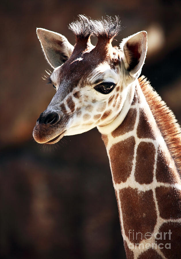 baby giraffe photograph by john rizzuto baby giraffe photograph by john rizzuto