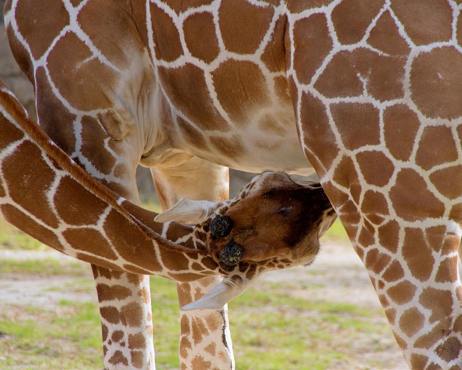 Baby giraffe nursing Photograph by Jack Nevitt