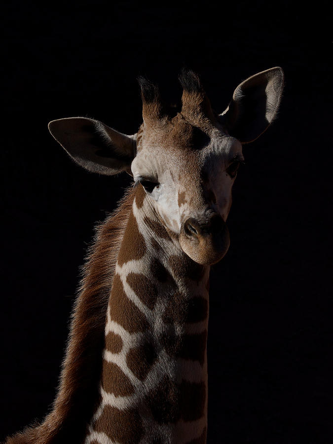 Baby Giraffe Portrait Photograph by Ernest Echols