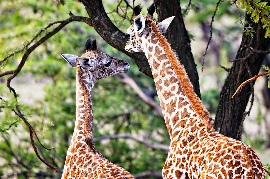 Baby Giraffes Photograph by Perla Copernik