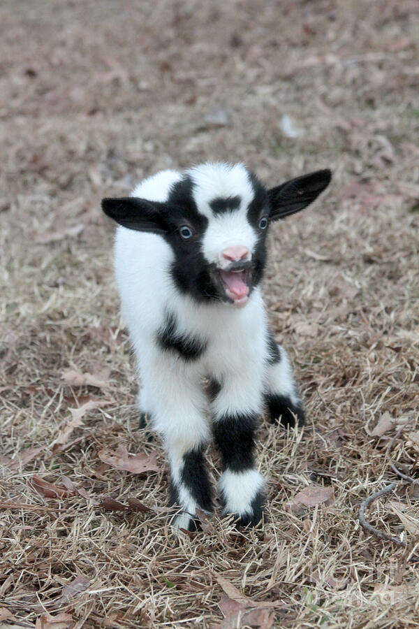 Black And White Photograph - Baby Goat 2 of 8 by Dwight Cook