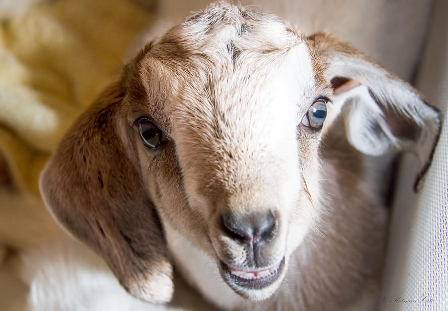 Baby Goat Face Photograph by Natalie Rotman Cote